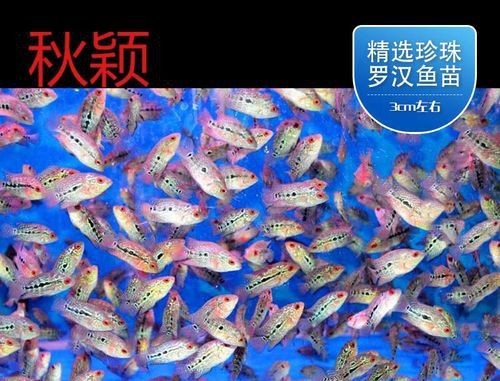 羅漢魚苗退沙圖解【《羅漢魚苗退沙圖解》】