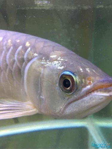 龍魚眼睛凸起圖片【《龍魚眼睛凸起現象解析》】