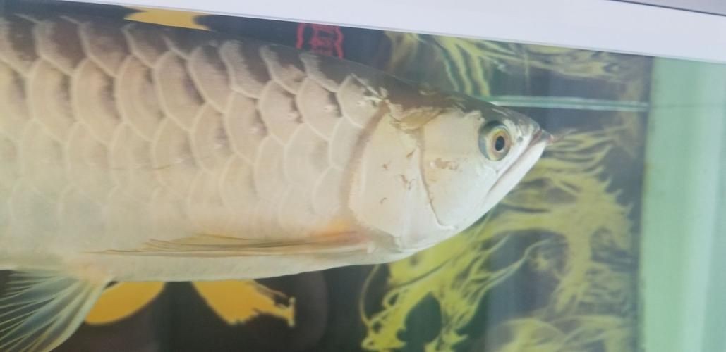 龍魚眼睛凸起圖片【《龍魚眼睛凸起現(xiàn)象解析》】