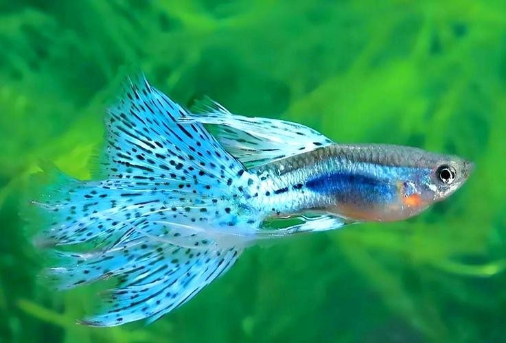 鳳尾魚的圖片【《鳳尾魚：靈動水世界的璀璨精靈》】