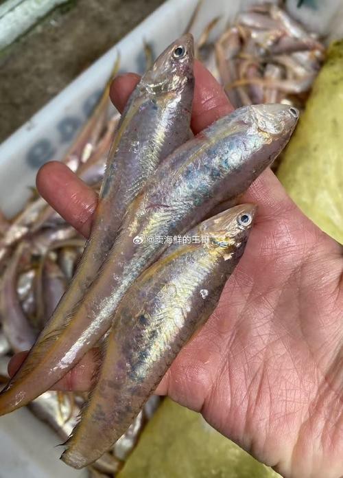 鳳尾魚的圖片【《鳳尾魚：靈動水世界的璀璨精靈》】