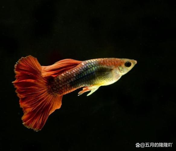 鳳尾魚的圖片【《鳳尾魚：靈動水世界的璀璨精靈》】