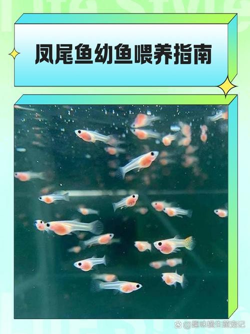 鳳尾魚的圖片【《鳳尾魚：靈動水世界的璀璨精靈》】