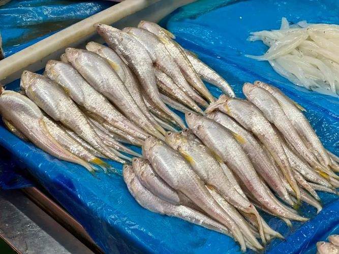 鳳尾魚的圖片【《鳳尾魚：靈動水世界的璀璨精靈》】