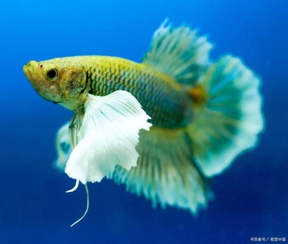 鳳尾魚的圖片【《鳳尾魚：靈動水世界的璀璨精靈》】