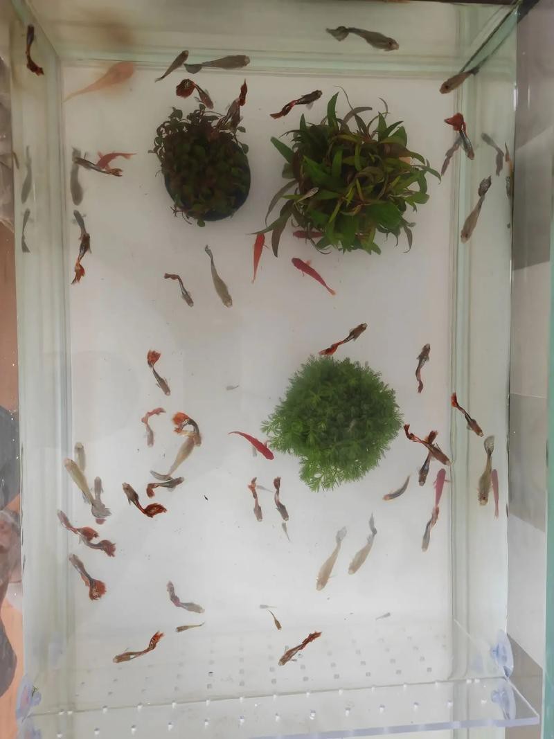 鳳尾魚的圖片【《鳳尾魚：靈動水世界的璀璨精靈》】