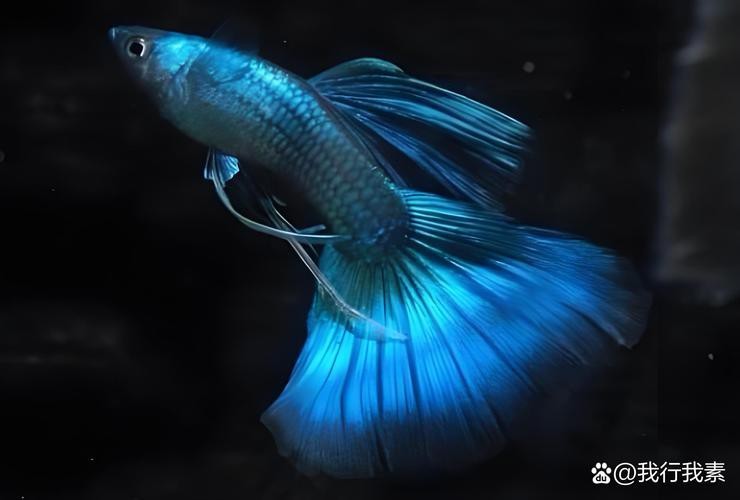 鳳尾魚的圖片【《鳳尾魚：靈動水世界的璀璨精靈》】