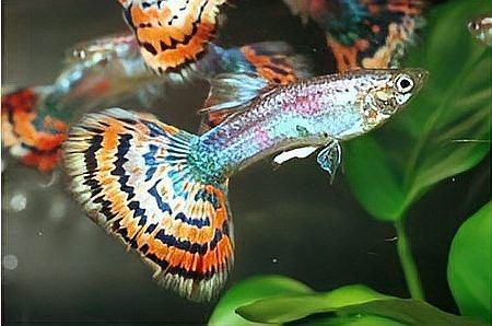 鳳尾魚的圖片【《鳳尾魚：靈動水世界的璀璨精靈》】