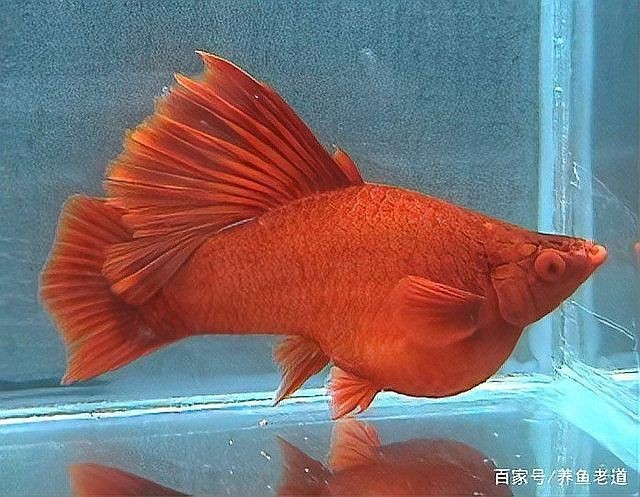 紅箭魚最好的三個品種【紅箭魚中的“貴族品種”及其優質品種及其詳細分析】 龍魚論壇 第1張 紅箭魚最好的三個品種【紅箭魚中的“貴族品種”及其優質品種及其詳細分析】 紅箭魚最好的三個品種【紅箭魚中的“貴族品種”及其優質品種及其詳細分析】 龍魚論壇 第1張