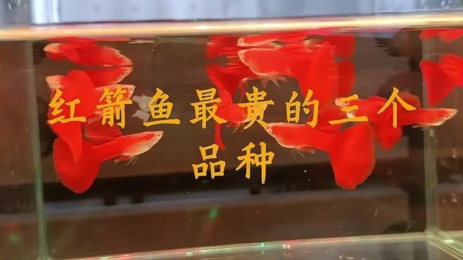 紅箭魚最好的三個品種【紅箭魚中的“貴族品種”及其優質品種及其詳細分析】 龍魚論壇 第7張 紅箭魚最好的三個品種【紅箭魚中的“貴族品種”及其優質品種及其詳細分析】 紅箭魚最好的三個品種【紅箭魚中的“貴族品種”及其優質品種及其詳細分析】 龍魚論壇 第7張
