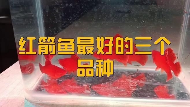 紅箭魚最好的三個品種【紅箭魚中的“貴族品種”及其優質品種及其詳細分析】 龍魚論壇 第5張 紅箭魚最好的三個品種【紅箭魚中的“貴族品種”及其優質品種及其詳細分析】 紅箭魚最好的三個品種【紅箭魚中的“貴族品種”及其優質品種及其詳細分析】 龍魚論壇 第5張