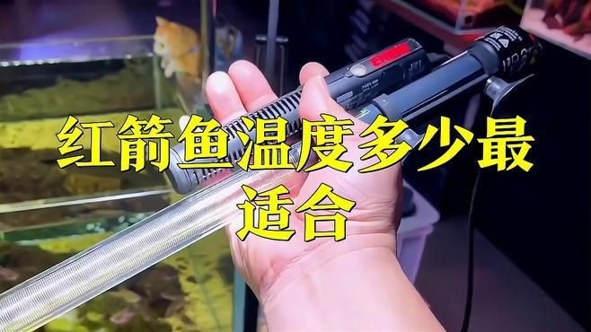 紅箭魚最好的三個品種【紅箭魚中的“貴族品種”及其優質品種及其詳細分析】 龍魚論壇 第10張 紅箭魚最好的三個品種【紅箭魚中的“貴族品種”及其優質品種及其詳細分析】 紅箭魚最好的三個品種【紅箭魚中的“貴族品種”及其優質品種及其詳細分析】 龍魚論壇 第10張