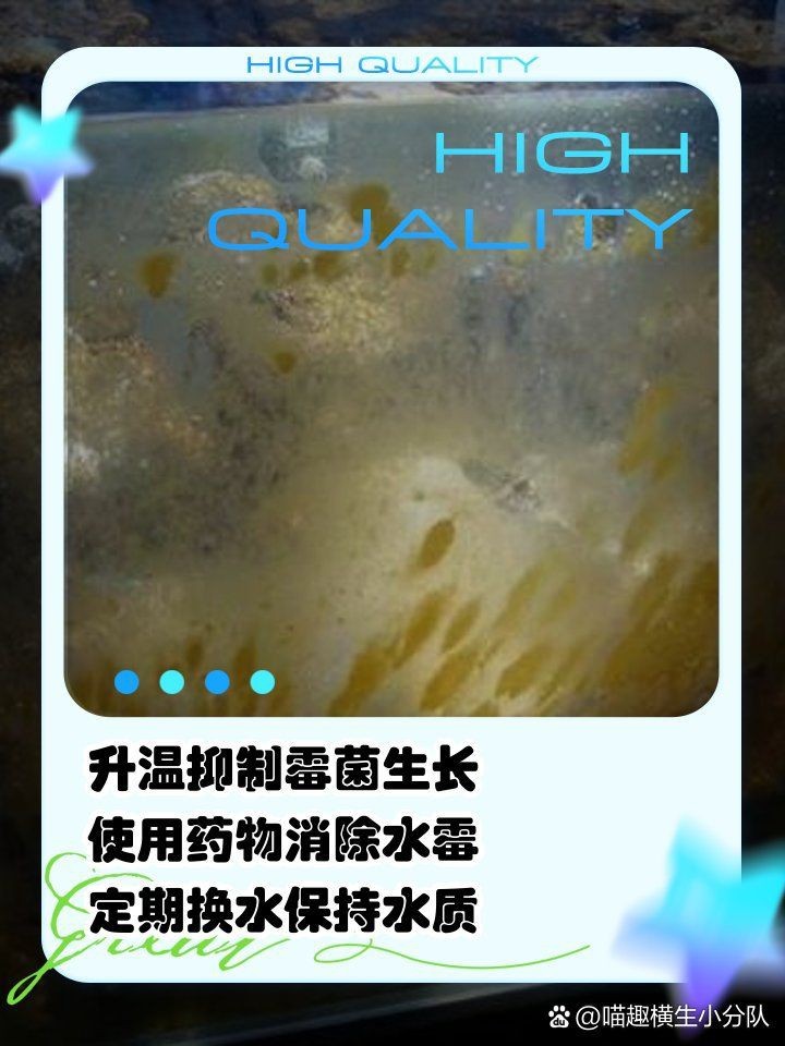 龍魚霉菌感染的最佳治療溫度【喵趣橫生小分隊:龍魚換缸后如何處理水霉病的治療與預防全攻略】