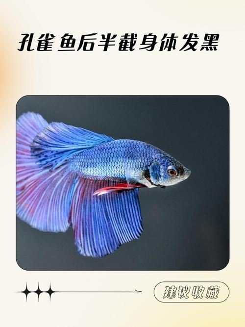龍魚吃生豬肉有哪些風(fēng)險(xiǎn)？，龍魚吃生豬肉可能存在多重風(fēng)險(xiǎn)，生豬肉可能存在多重風(fēng)險(xiǎn) 龍魚吃生豬肉有哪些風(fēng)險(xiǎn)？，龍魚吃生豬肉可能存在多重風(fēng)險(xiǎn)，生豬肉可能存在多重風(fēng)險(xiǎn) 龍魚百科 第2張