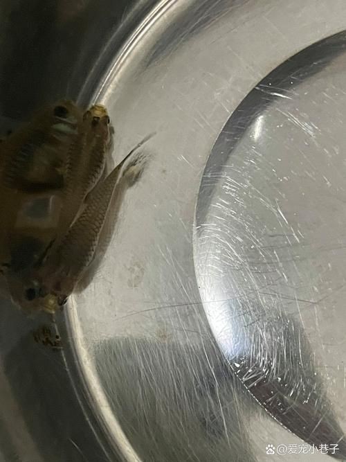 孔雀魚發黑圖片【關于孔雀魚發黑圖片所呈現的現象，往往引發諸多關注與探討】