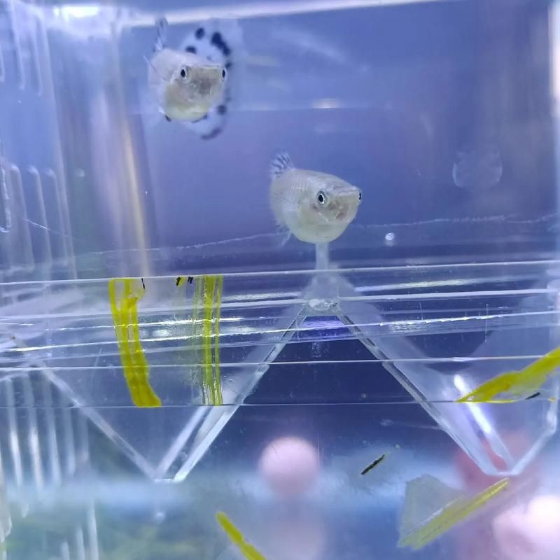 孔雀魚發黑圖片【關于孔雀魚發黑圖片所呈現的現象，往往引發諸多關注與探討】