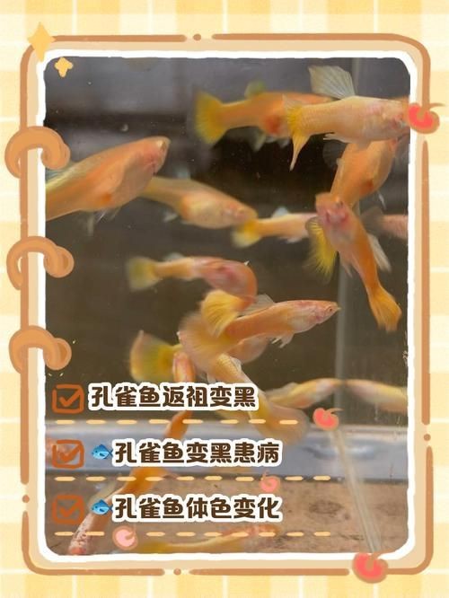 孔雀魚發黑圖片【關于孔雀魚發黑圖片所呈現的現象，往往引發諸多關注與探討】