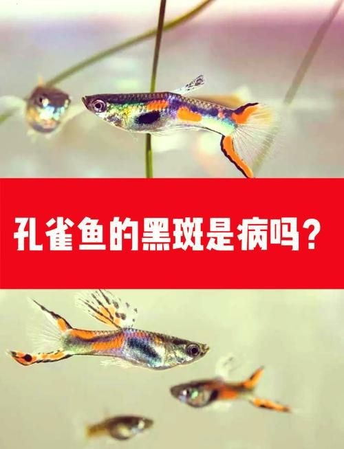 孔雀魚發黑圖片【關于孔雀魚發黑圖片所呈現的現象，往往引發諸多關注與探討】