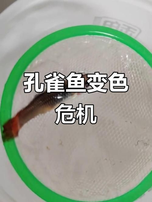 孔雀魚發黑圖片【關于孔雀魚發黑圖片所呈現的現象，往往引發諸多關注與探討】