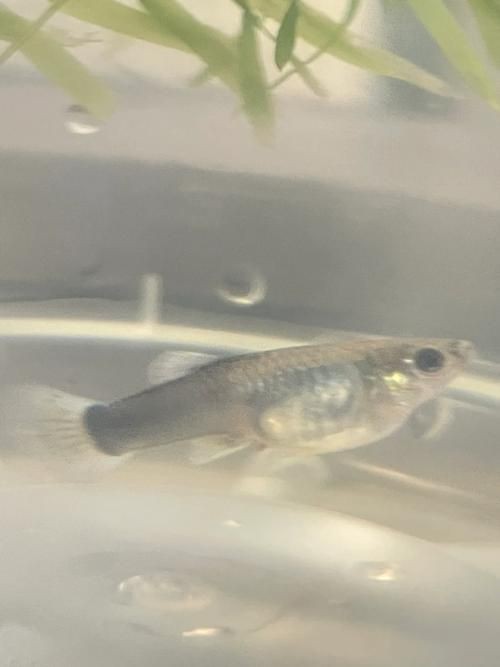 龍魚吃生豬肉有哪些風(fēng)險(xiǎn)？，龍魚吃生豬肉可能存在多重風(fēng)險(xiǎn)，生豬肉可能存在多重風(fēng)險(xiǎn) 龍魚吃生豬肉有哪些風(fēng)險(xiǎn)？，龍魚吃生豬肉可能存在多重風(fēng)險(xiǎn)，生豬肉可能存在多重風(fēng)險(xiǎn) 龍魚百科 第1張