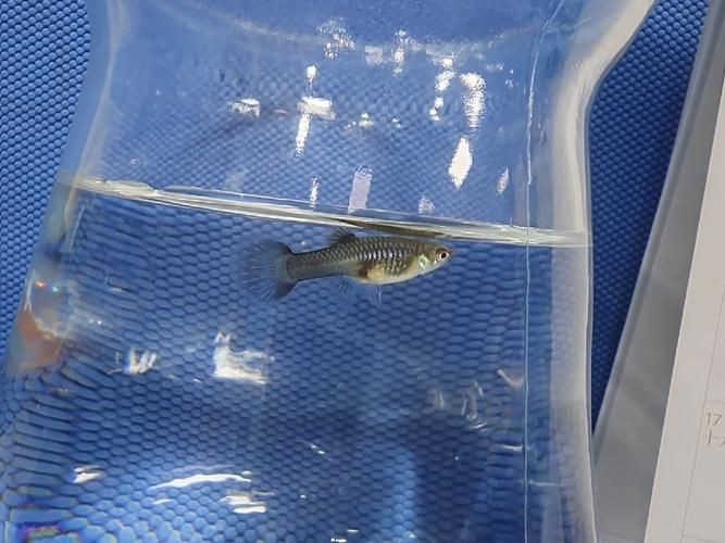 孔雀魚發黑圖片【關于孔雀魚發黑圖片所呈現的現象，往往引發諸多關注與探討】