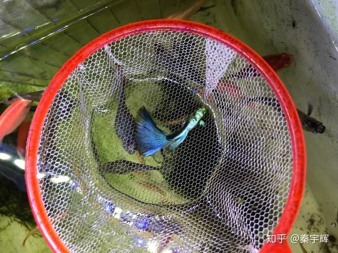 孔雀魚發黑圖片【關于孔雀魚發黑圖片所呈現的現象，往往引發諸多關注與探討】