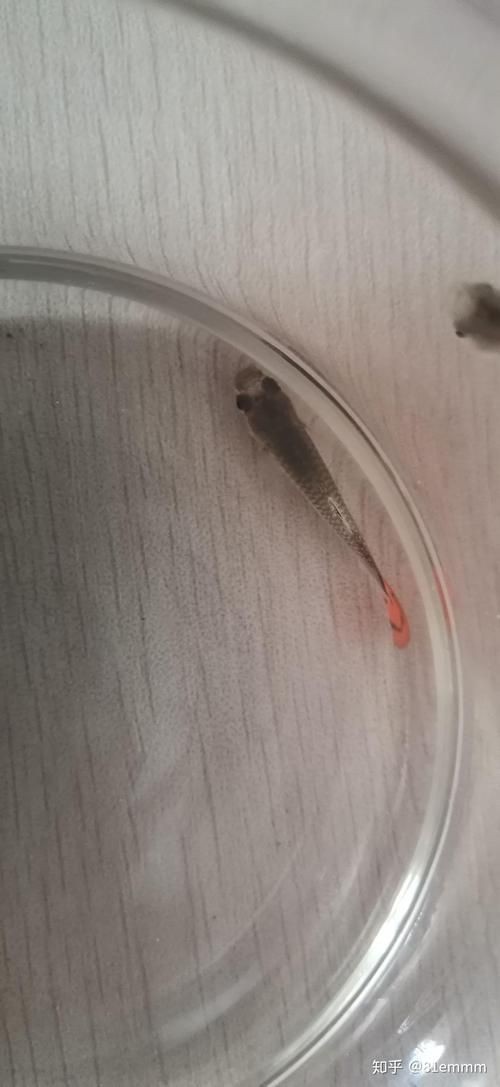 孔雀魚發黑圖片【關于孔雀魚發黑圖片所呈現的現象，往往引發諸多關注與探討】