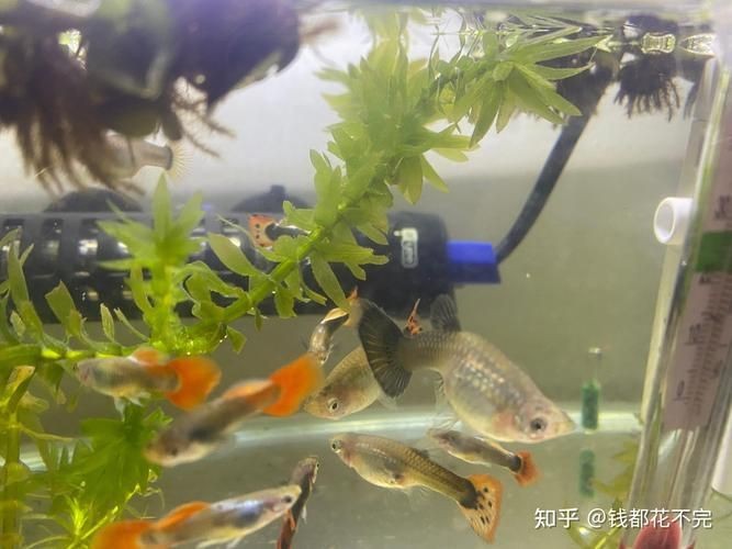 孔雀魚發黑圖片【關于孔雀魚發黑圖片所呈現的現象，往往引發諸多關注與探討】