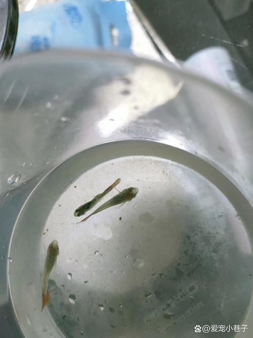孔雀魚發黑圖片【關于孔雀魚發黑圖片所呈現的現象，往往引發諸多關注與探討】