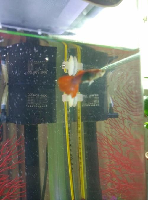 孔雀魚發黑圖片【關于孔雀魚發黑圖片所呈現的現象，往往引發諸多關注與探討】