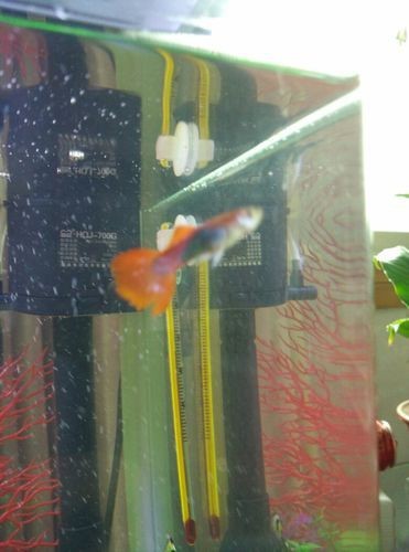孔雀魚發黑圖片【關于孔雀魚發黑圖片所呈現的現象，往往引發諸多關注與探討】