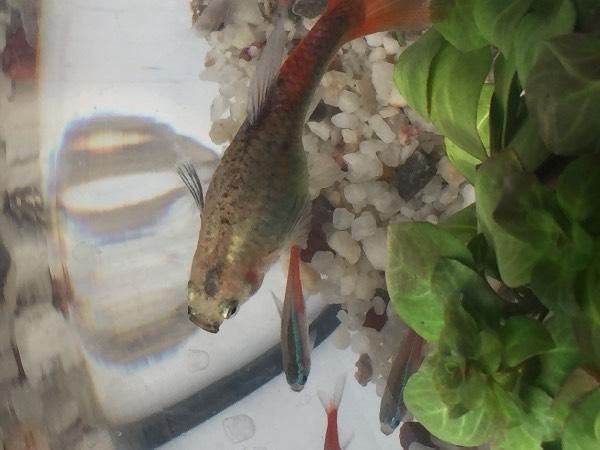 孔雀魚發黑圖片【關于孔雀魚發黑圖片所呈現的現象，往往引發諸多關注與探討】