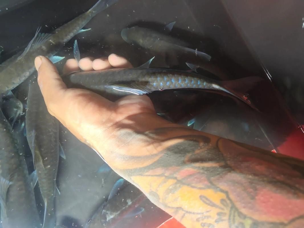 藍背魚圖片【山東釣獲罕見藍粉魚身披龍鱗紋100萬戶外蘭博萬】