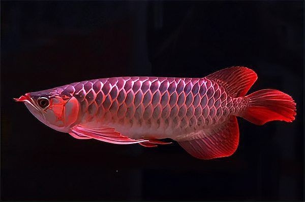 龍魚掉尾自己能恢復嗎【如何判斷龍魚掉尾是否嚴重】
