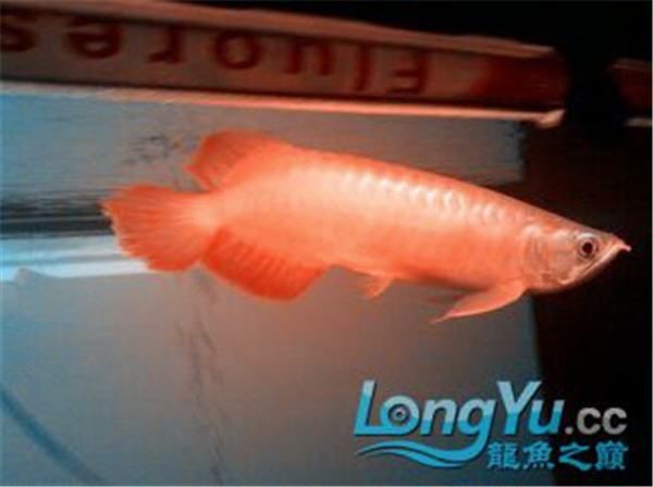 龍魚掉尾自己能恢復嗎【如何判斷龍魚掉尾是否嚴重】