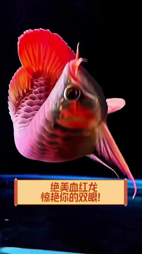 紅眼招財龍圖片【《紅眼招財龍圖片:獨特魅力與神秘色彩》】 龍魚論壇 第3張 紅眼招財龍圖片【《紅眼招財龍圖片:獨特魅力與神秘色彩》】 紅眼招財龍圖片【《紅眼招財龍圖片:獨特魅力與神秘色彩》】 龍魚論壇 第3張