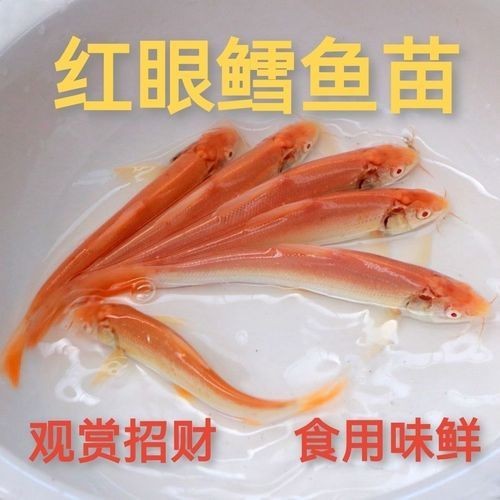 紅眼招財龍圖片【《紅眼招財龍圖片:獨特魅力與神秘色彩》】 龍魚論壇 第9張 紅眼招財龍圖片【《紅眼招財龍圖片:獨特魅力與神秘色彩》】 紅眼招財龍圖片【《紅眼招財龍圖片:獨特魅力與神秘色彩》】 龍魚論壇 第9張