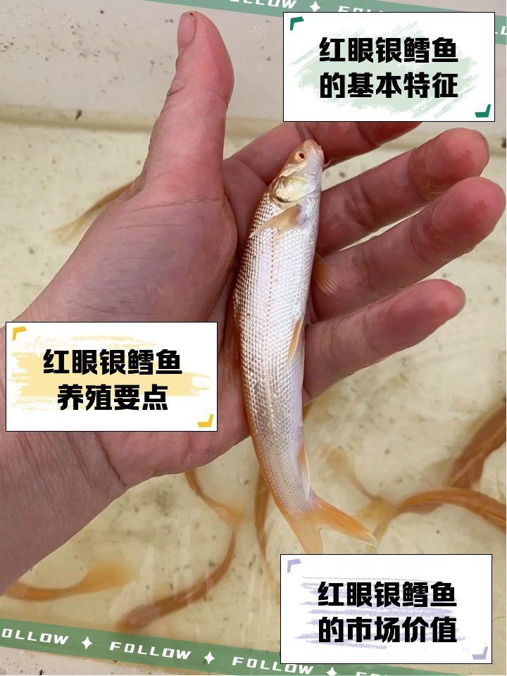 紅眼招財龍圖片【《紅眼招財龍圖片:獨特魅力與神秘色彩》】 龍魚論壇 第30張 紅眼招財龍圖片【《紅眼招財龍圖片:獨特魅力與神秘色彩》】 紅眼招財龍圖片【《紅眼招財龍圖片:獨特魅力與神秘色彩》】 龍魚論壇 第30張