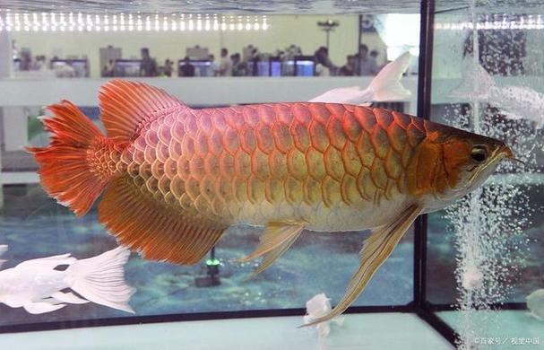 龍魚爬背的6個階段圖解【《龍魚爬背的6個階段圖解》】 龍魚爬背的6個階段圖解【《龍魚爬背的6個階段圖解》】 龍魚論壇 第5張