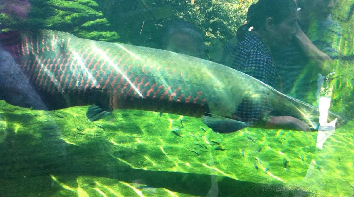 海象魚圖片大全大圖【海象魚圖片大全】