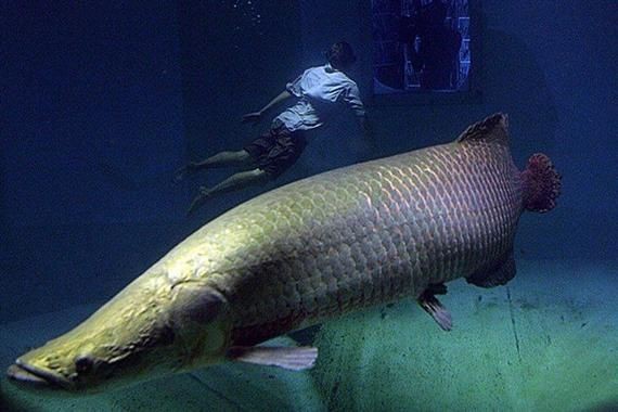 海象魚圖片大全大圖【海象魚圖片大全】