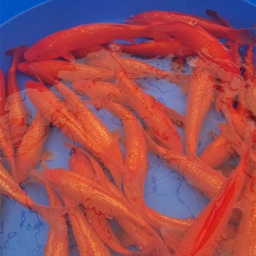 紅色錦鯉圖片【《紅色錦鯉：靈動的祥瑞之影》**，紅色錦鯉】