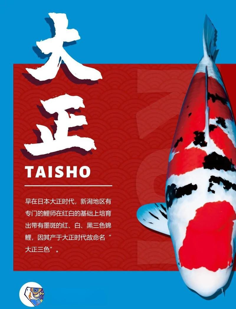 大正幼魚是隱墨好還是出墨好【大正三色幼魚的優勢】 大正幼魚是隱墨好還是出墨好【大正三色幼魚的優勢】 龍魚論壇 第3張