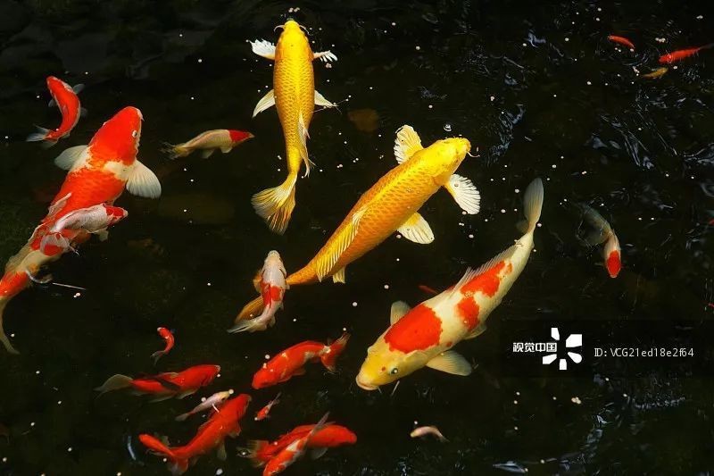 大正幼魚是隱墨好還是出墨好【大正三色幼魚的優勢】 大正幼魚是隱墨好還是出墨好【大正三色幼魚的優勢】 龍魚論壇 第4張