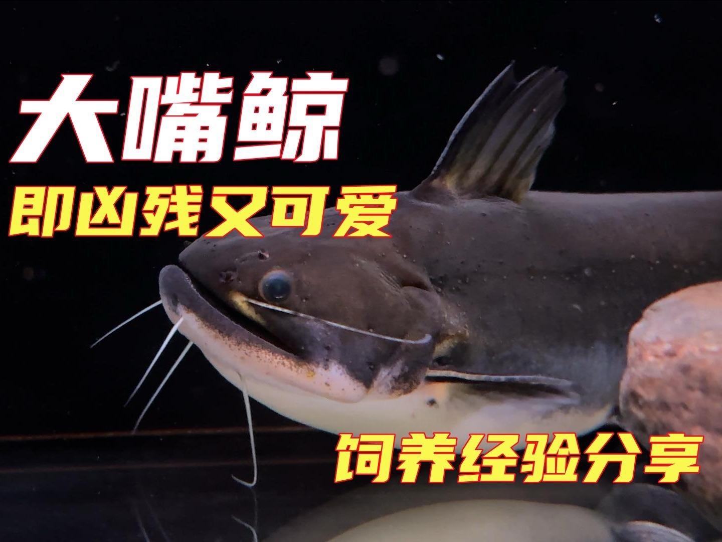 大嘴鯨適合新手養嗎【大嘴鯨適合新手養，需綜合多方面考量】 大嘴鯨適合新手養嗎【大嘴鯨適合新手養，需綜合多方面考量】 龍魚論壇 第2張
