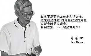 李亞四金龍有哪些知名個體【李亞四金龍中知名個體有“紫霞”是一條公魚，體長35cm左右】 李亞四金龍有哪些知名個體【李亞四金龍中知名個體有“紫霞”是一條公魚，體長35cm左右】 龍魚論壇 第3張