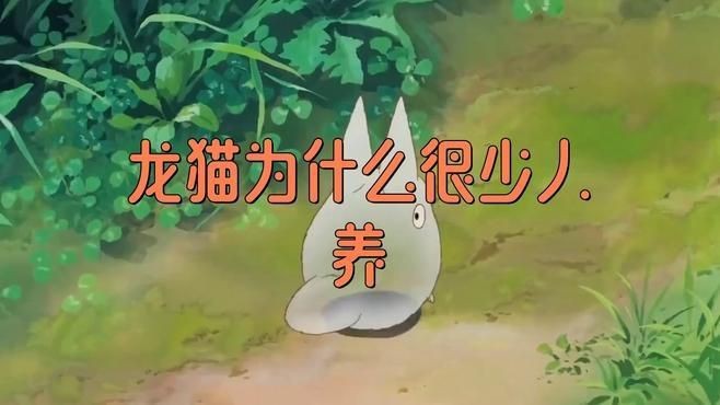 龍貓為什么很少人養【關于龍貓的幾個問題】