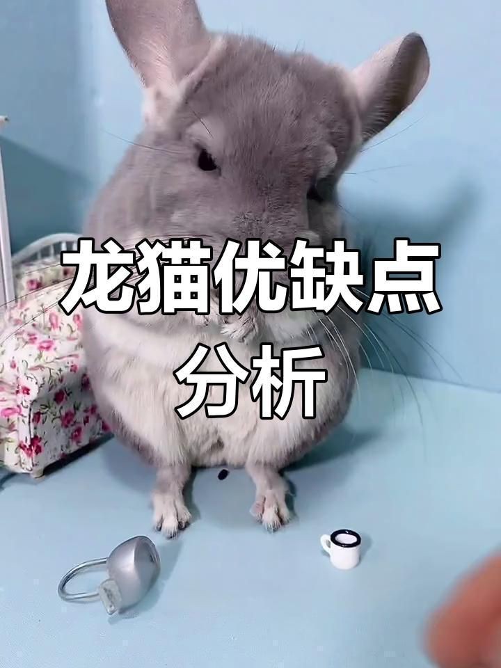 龍貓為什么很少人養【關于龍貓的幾個問題】