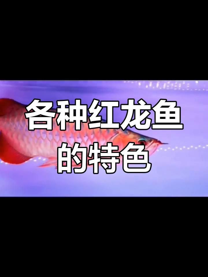 藍底紅龍魚【紅龍魚品種大揭秘:從辣椒紅到藍底紅的全解析】