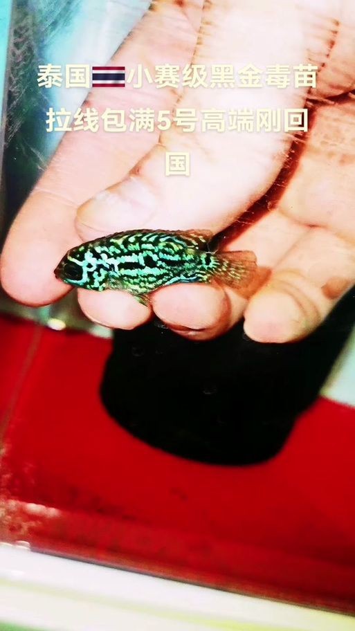 羅漢魚苗圖片【《羅漢魚苗圖片：探尋奇妙的微觀世界》**】 羅漢魚苗圖片【《羅漢魚苗圖片：探尋奇妙的微觀世界》**】 龍魚百科 第10張